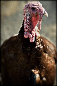 Happy Thanksgiving