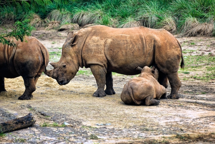 Family of Rhinos