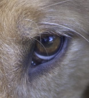 Adobe 200 Dog's eye