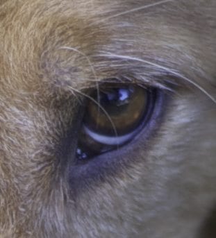Apple 200 Dog's eye