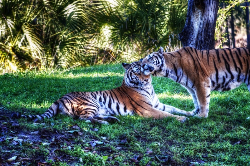 Two tigers caress heads at Animal Kingdom
