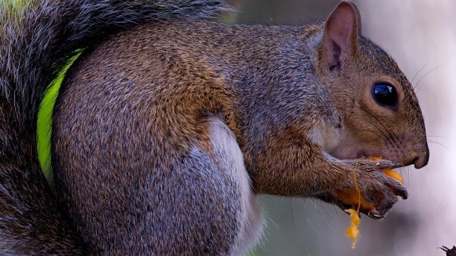 Squirrel Eating Fruist