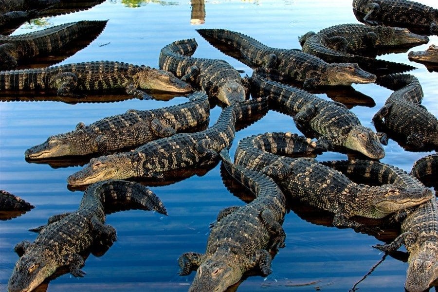Florida Alligators