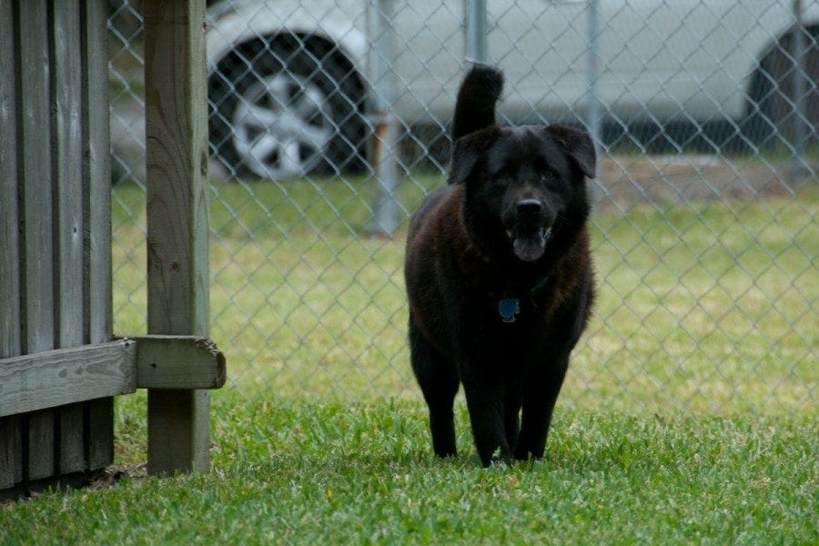 Humphrey Humphrey