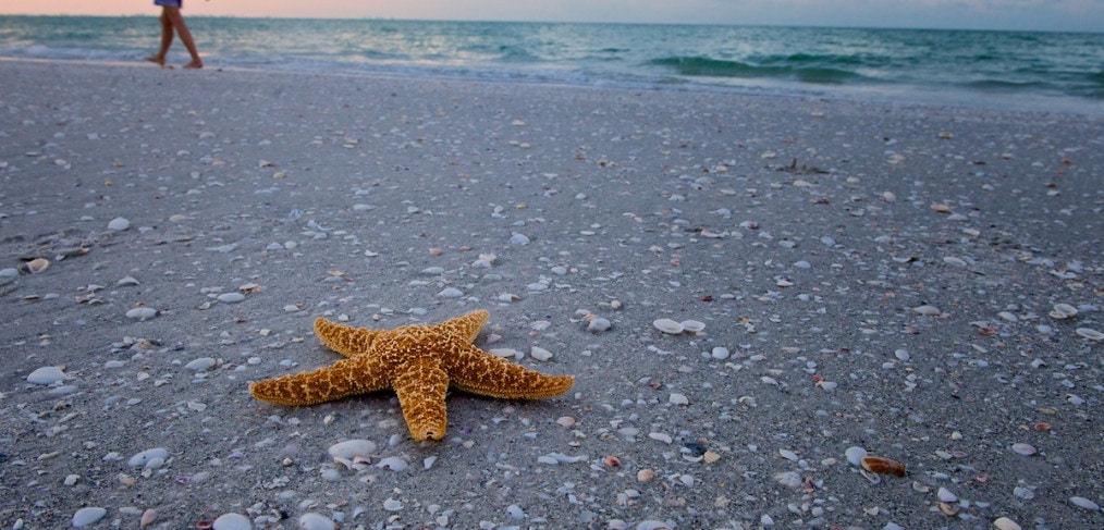 Sanibel Beach