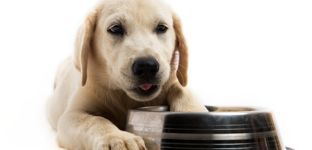 Pet Photography