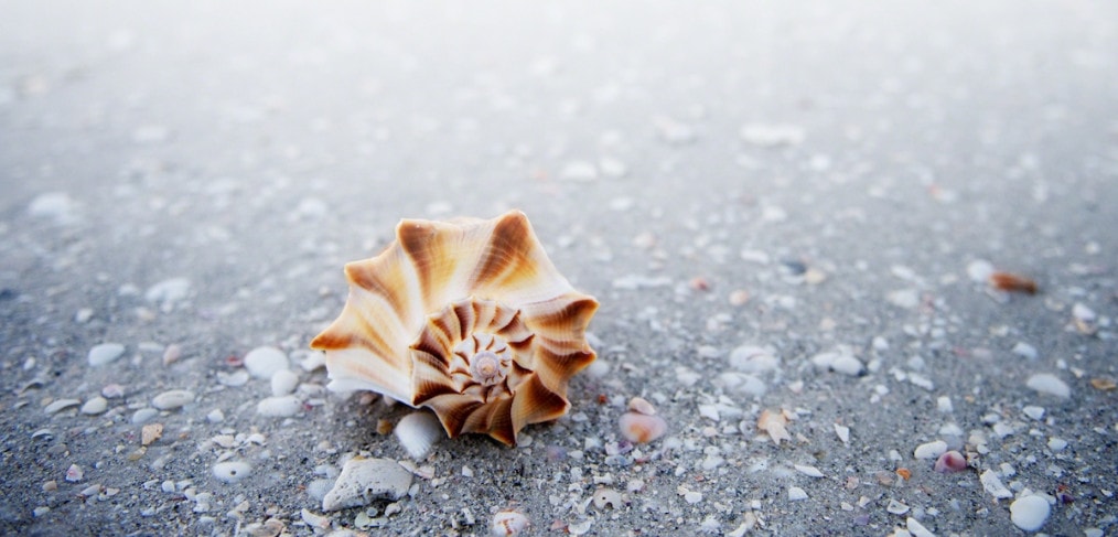 The Seashell of Inspiration