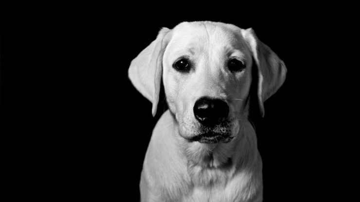 Milo, my labrador retriever puppy