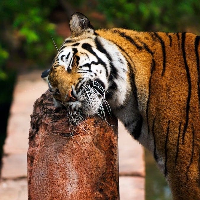 A tiger scratches her head on a post