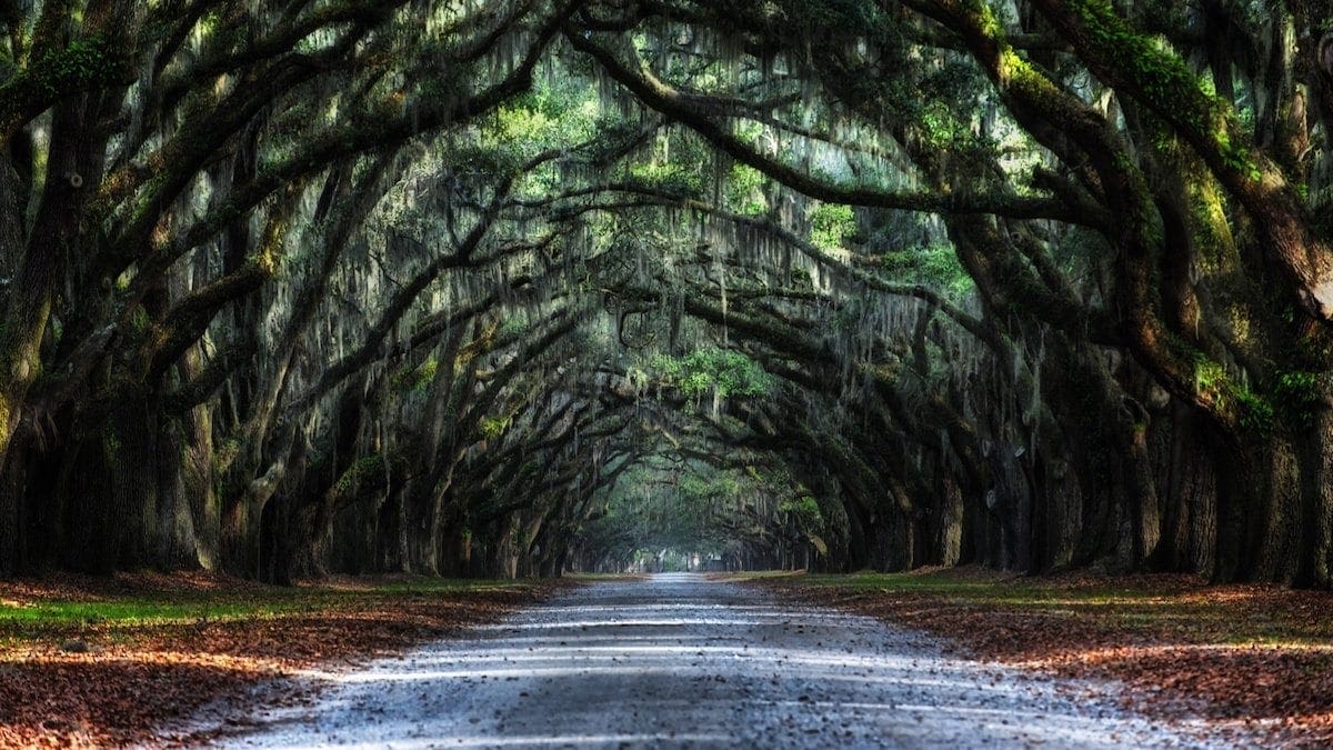 Wormsloe Plantation's Oak Avenue