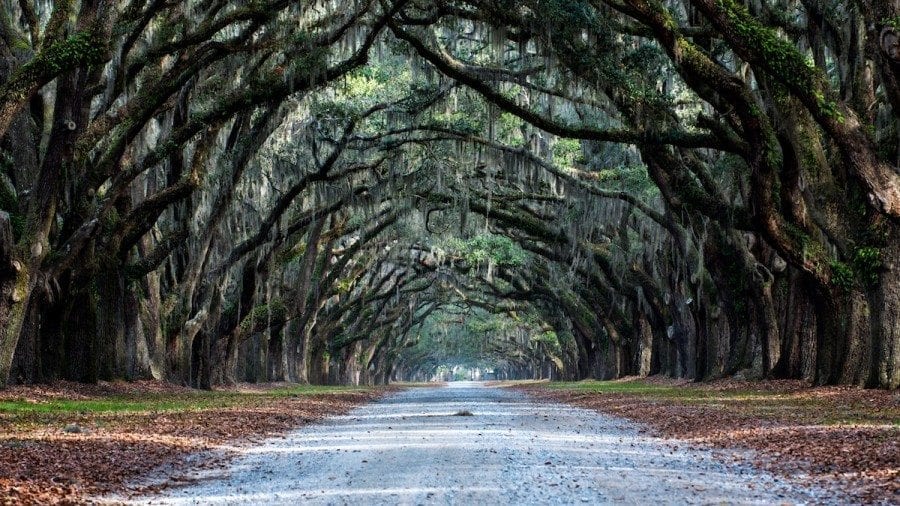 Wormsloe Plantation Oak Avenue