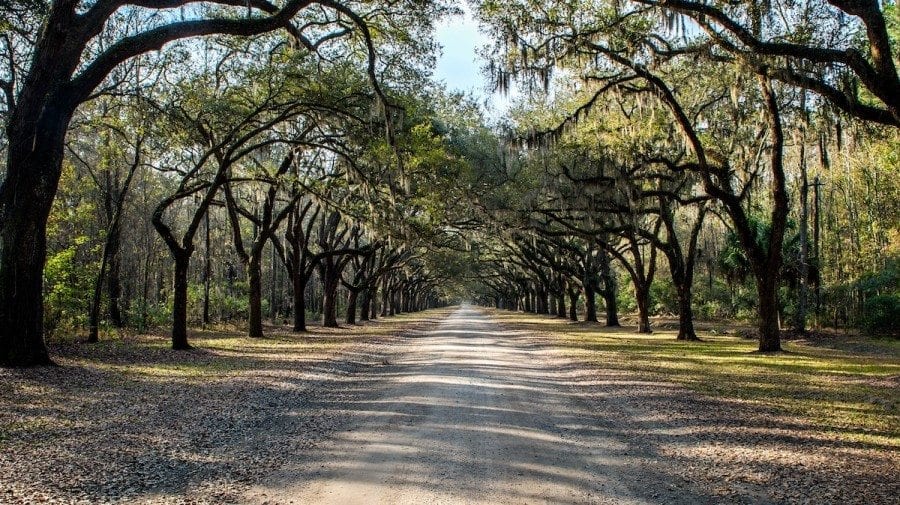 Wormsloe Plantation Oak Avenue