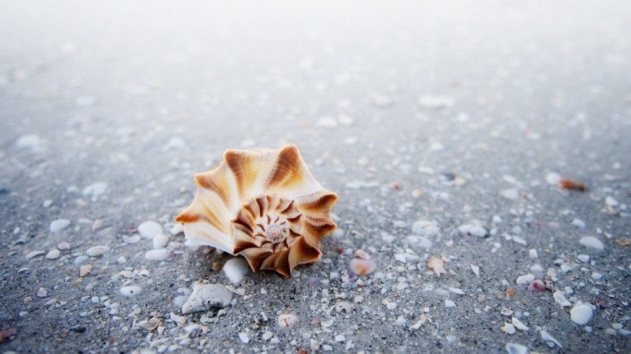 The Seashell of Inspiration