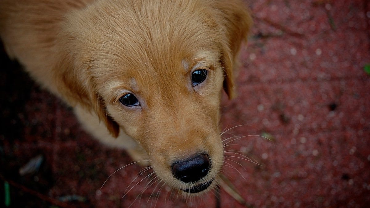 Zach as a puppy