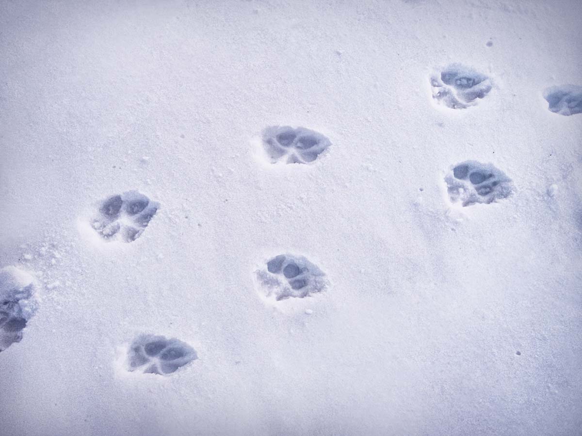 Paw Prints in Snow